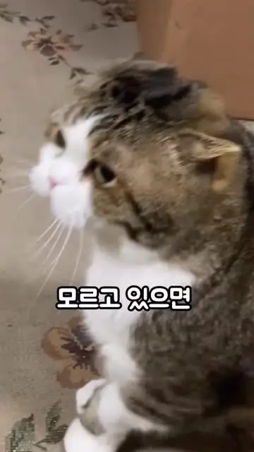 슬기로운 반려생활 대표 릴스 3