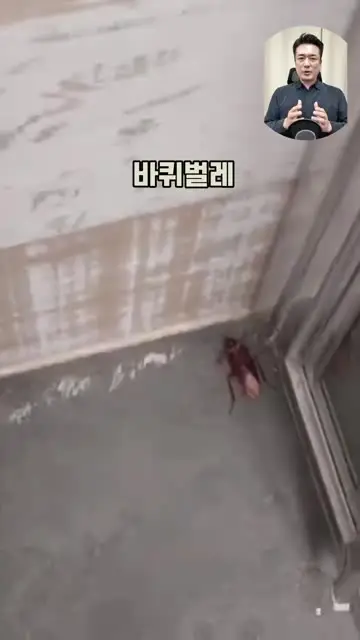 조용상 (살림은 조피디) 대표 릴스 2