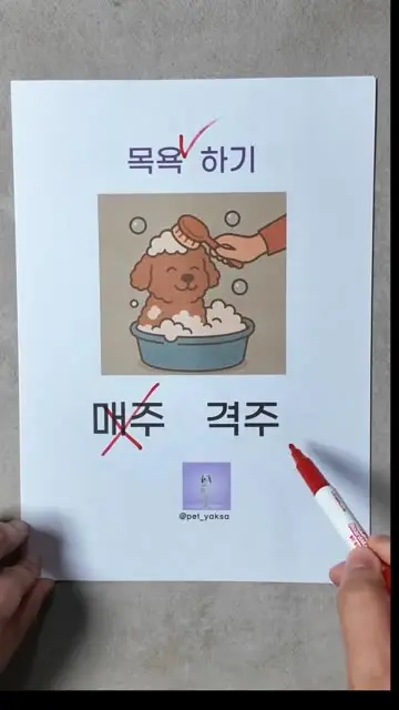 펫약사 대표 릴스 1
