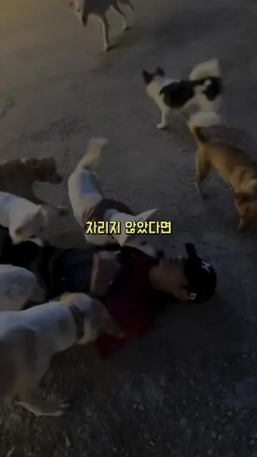 hund.home 대표 릴스 3