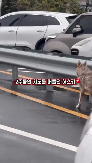 hund.home 대표 릴스 1