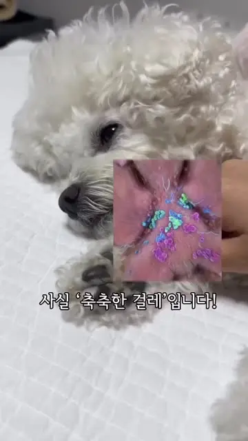 펫약사 대표 릴스 3